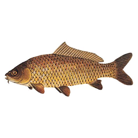 Common Carp (free download) | Common Carp Drawing, Carp Fish Drawing, Carp Drawing, Carp Illustration, Mermay 2024, The Little Mermaid Musical, Common Carp, Celtic Artwork, Carp Fish