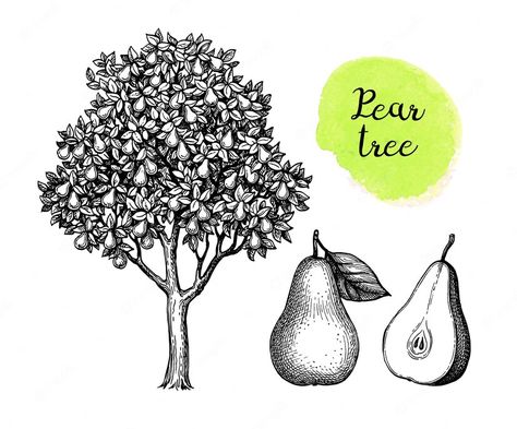 Premium Vector | Ink sketch of pear tree and fruits. hand drawn illustration. Pear Tree Drawing, How To Draw Fruit, Draw Fruit, Pear Illustration, Fruits Drawing, Tree Sketches, Pear Trees, Pear Tree, Wood Cut