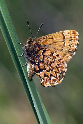 Western Pine Elfin | Hat Creek Area, Northern California | Rob Santry | The Butterfly Garden Butterfly Names, The Butterfly Garden, Butterfly Garden, The Butterfly, Northern California, Beautiful Landscapes, Moth, Insects, Tattoo Ideas