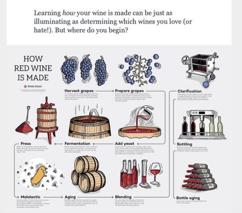 Wine Infographic, Best Sangria Recipe, How To Make Wine, White Wine Sangria Recipe, Types Of Red Wine, Red Wine Sangria, White Wine Sangria, Wine Making Process, Wine Variety