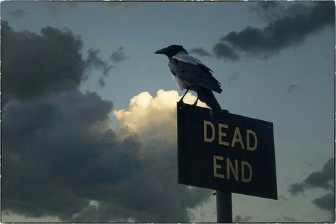 Crows And Ravens, Yennefer Of Vengerberg, The Raven Cycle, Raven Cycle, Dead Ends, Dead End, American Gods, Crows Ravens, Southern Gothic