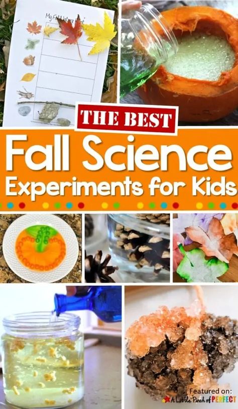 The Best Fall Science Experiments for Kids - Fall Preschool Science, Fall Science Experiments For Kids, Fall Science Experiments, Fall Science Activities, Fall Stem Activities, Science Experiments Kids Preschool, Homeschool Science Experiments, Stem Activities Preschool, Fall Science