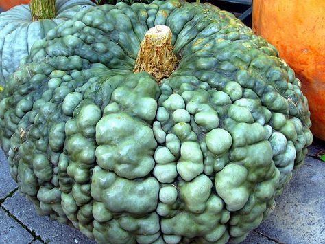 Marina di'Chiogga  Pumpkin Pumpkin Varieties, Pumpkins And Gourds, Outside Fall Decor, Pumpkin Contest, Fall Containers, Pumpkin Squash, Growing Pumpkins, Green Pumpkin, Garden Centre