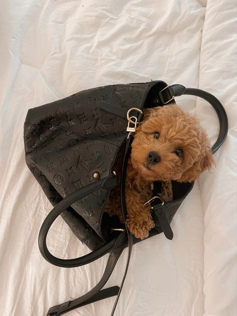 Boujee Puppy Aesthetic, Boujee Dog Aesthetic, Purse Dog Aesthetic, Golden Doodle Aesthetic, Cute Dogs Aesthetic, Golden Doodle Puppy, Puppy Aesthetic, Dogs Aesthetic, 2023 Mood