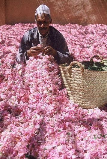 Artemis Mood Board | Artemis Design Co., Marocco, destination, aesthetic, mood, mood board, Middle East, shopping, town, travel, adventure, simple, colorful, pink French Perfume, Des Roses, Morocco Travel, Stone Walls, People Of The World, Wild Roses, Rose Water, North Africa, Potpourri