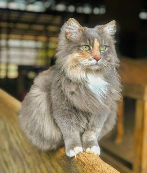 Pastel Kitty, Barn Cat, Kitty Funny, Pet Memes, Söt Katt, Gorgeous Cats, Most Beautiful Cat Breeds, Feline Animals, Pretty Animals