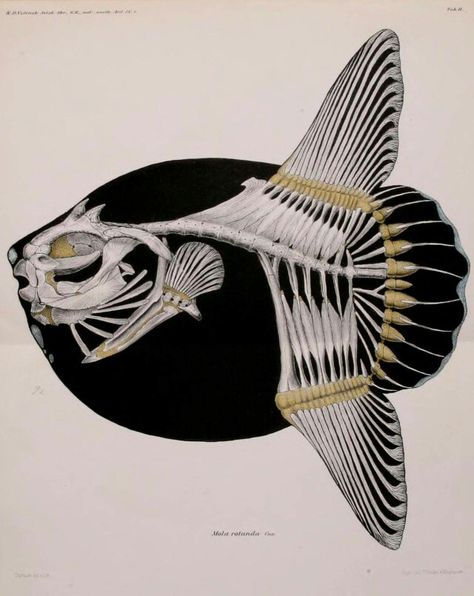 Mola mola 1898 illustration Steenstrup & Lutken Mola Mola Fish, Ocean Sunfish, Sun Fish, Mola Mola, Kunstjournal Inspiration, Scientific Poster, Fish Skeleton, Animal Skeletons, Under The Water