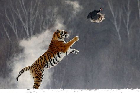 Puffs of feathers fell from the guinea fowl as the tigers caught them with sharp claws in a Siberian Tiger Park in the city of Hanlin, northern China Tiger Hunting, Black Clown, Asian Tigers, Sharp Claws, Amur Tiger, Tiger Images, F2 Savannah Cat, Guinea Fowl, Cat Spray