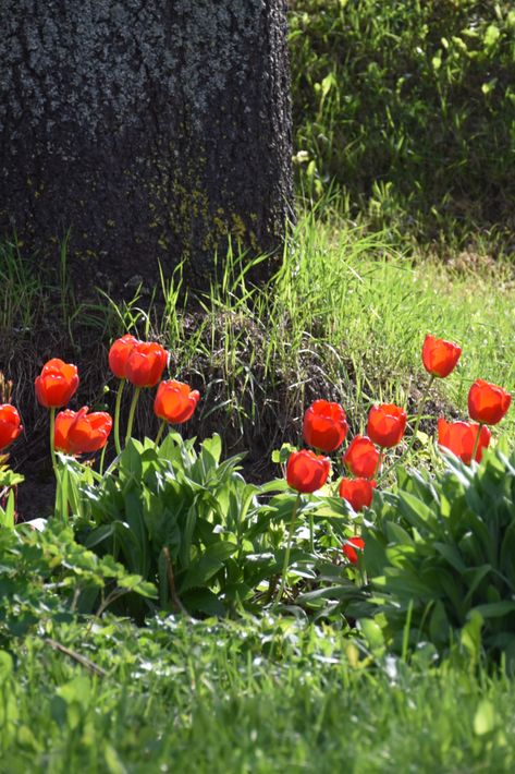 A Red Flowers on Green Grass Field Creative Comments, Green Grass Field, Grass Field, Art Block, Green Grass, Sky Aesthetic, Green Aesthetic, Red Flowers, Apartment