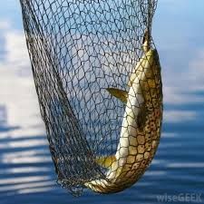 Fishing Net - Monofilament Fishing Nets Manufacturer from Nagpur Cast Nets, Yennefer Of Vengerberg, Fish Net, Salmon Fishing, Fishing Net, Sport Fishing, Fishing Equipment, Big Fish, Fishing Gear