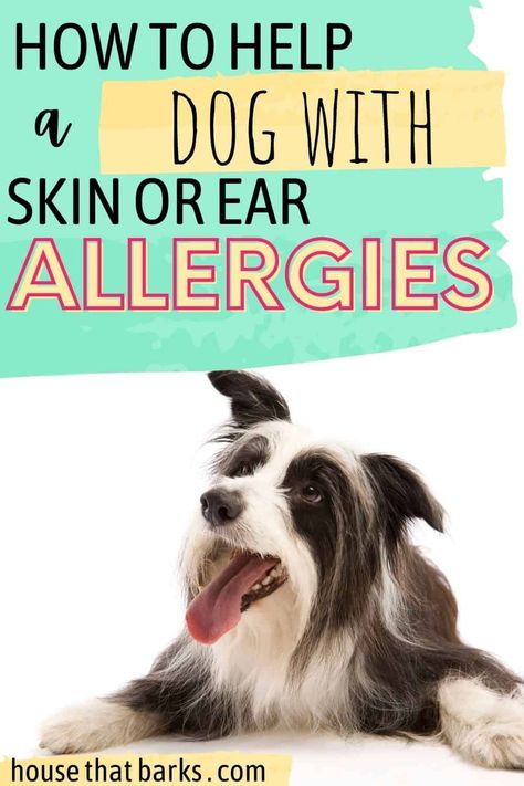 Itchy Dog Ears, Dog Losing Hair, Dogs With Allergies, Dog Skin Allergies, Ear Problems, Dog Skin Problem, Best Puppy Food, Dog Skin Care, Meds For Dogs