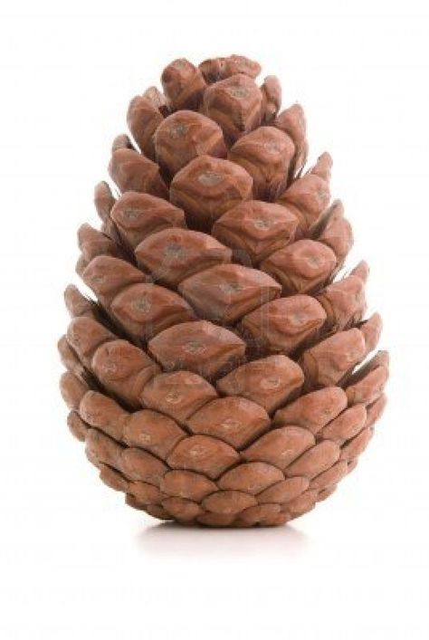 Fir Cones, Geometry In Nature, Fine Motor Skills Activities, Leaf Crafts, Still Life Drawing, Sugar Free Desserts, Painting Lessons, Photo Images, Pine Cone