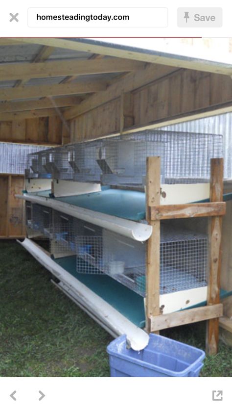 Show Rabbit Cages, Rabbitry Setup Ideas Shed, Hanging Rabbit Cages, Meat Rabbit Set Up, Rabbit Barn Ideas, Rabbitry Setup Ideas, Rabbitry Setup, Rabbit Shelter, Worm Bins