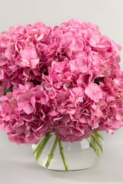 Seasonal Pink Hydrangeas Pink Hydrangea Centerpieces, Hydrangea Wedding Decor, Pink Hydrangea Wedding, Hydrangea Bouquet Wedding, Wedding Flowers Hydrangea, Red Wedding Decorations, Pink Hydrangeas, Preserved Hydrangea, Pink And White Weddings