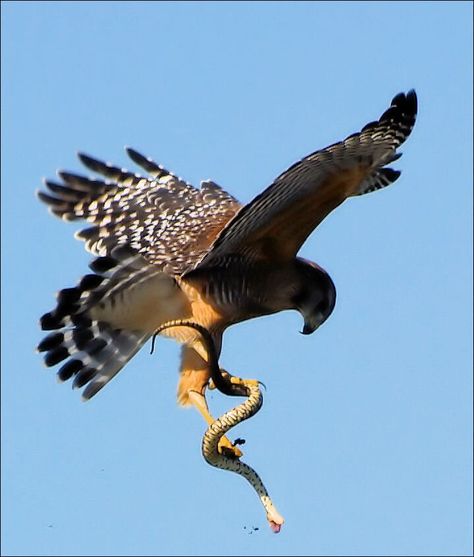 Raptors Bird, Beautiful Wildlife, Eagle Images, Eagle Pictures, Animal Antics, An Eagle, Animal Totems, Pretty Birds, Birds Of Prey