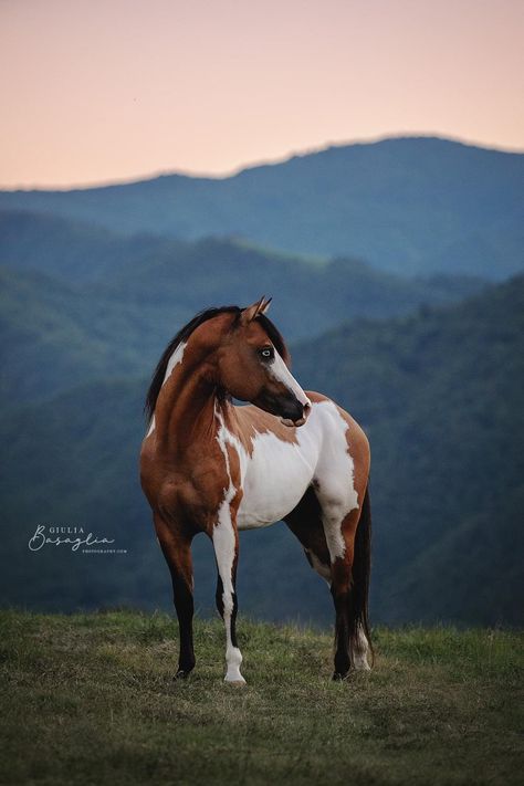 Sims Horses, Wild Horses Photography, Native American Horses, Beautiful Horses Photography, American Paint Horse, Beautiful Horse Pictures, Pinto Horse, Horse Inspiration, Paint Horse