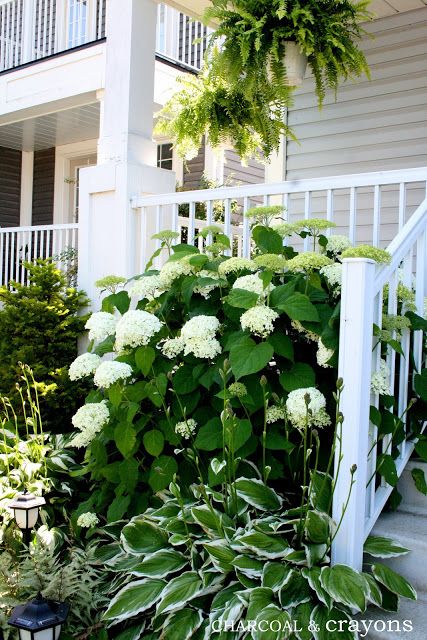 Feng Shui Garden, Hydrangea Landscaping, White Hydrangeas, Front Landscaping, Garden Shrubs, White Garden, Beautiful Plants, Have Inspiration, Front Yard Garden