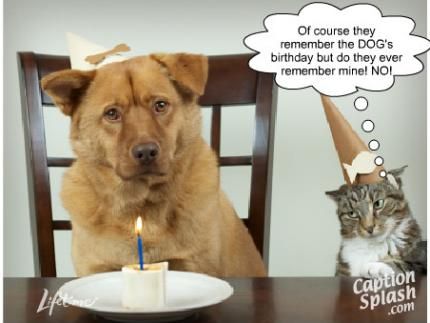 funny cat and dog birthday photo/message. LOL Birthday Wishes Friend, Happy Birthday Humorous, Pet Event, Funny Wishes, Funny Happy Birthday Wishes, Happy Birthday Wallpaper, Happy Birthday Quotes Funny, Friend Birthday Quotes, Birthday Wishes Funny