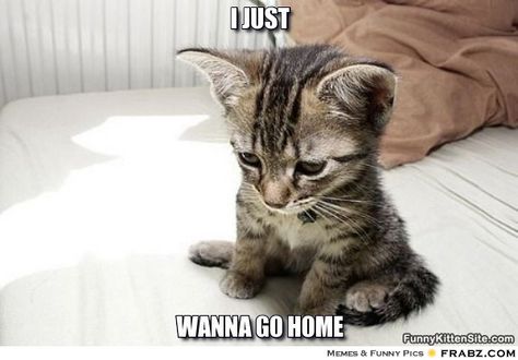 I wanna go home Cute Kitten Meme, I Wanna Go Home, Wanna Go Home, Most Beautiful Animals, Owning A Cat, Cat Care, Animal Quotes, All About Cats, Kittens Cutest