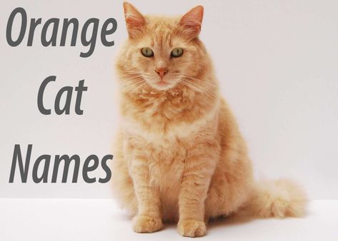 Orange Cat Names : 100 + Ginger Names Orange Cat Names, Ginger Cat Names, Victorious Cat, Tabby Cat Names, Cat Whisperer, Cat Personalities, F2 Savannah Cat, Tabby Cats, Exotic Shorthair