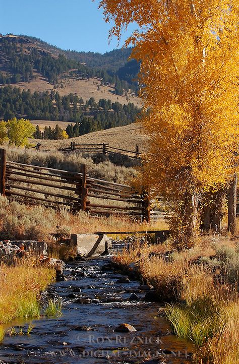 Yellowstone National Park, Wyoming                                                                                                                                                                                 More                                                                                                                                                                                 More Mountain Streams, Born In May, Mountain High, Mountain Stream, Mountain Living, Green River, Colorado Mountain, Colorado Mountains, Lombok