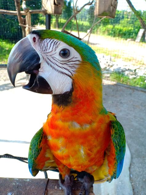 Macaw Parrot, Exotic Birds, Parrot, Birds