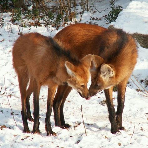 Maned Wolf Drawing, Maned Wolf Art, Tattoo Deer, Tattoo Nature, Maned Wolf, Fox Dog, Wolf Photography, Wolf Photos, Interesting Animals