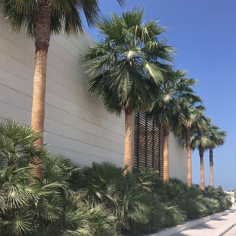 Palm Tree Hedge, Palm Tree Entrance, House Palm Tree Plants, Palm Landscaping Ideas, Palm Jumeirah Villa, Washingtonia Palm, Formal Landscape, Palm Trees Garden, Palm Trees Landscaping