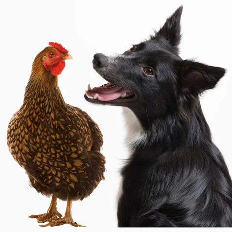 Are Border Collies Good With Chickens? (To Herd Or Not To Herd) | Dog Friendly Scene Border Collie Herding, Border Collie Training, Border Collies, New Puppy, Dog Friendly, Border Collie, Dog Friends, Oreo, Puppies