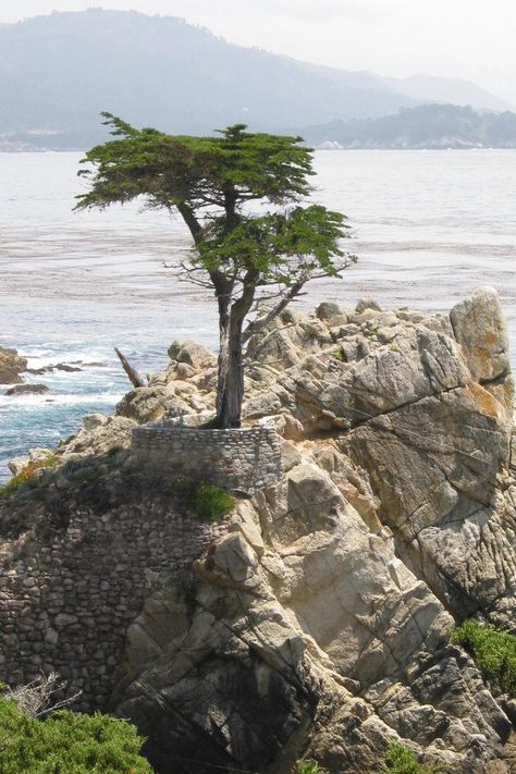 lone cypress - Google Search Cupressus Macrocarpa, Unusual Trees, Eucalyptus Deglupta, Lone Cypress, Monterey Cypress, 17 Mile Drive, Tree Gifts, Monterey Peninsula, Socotra