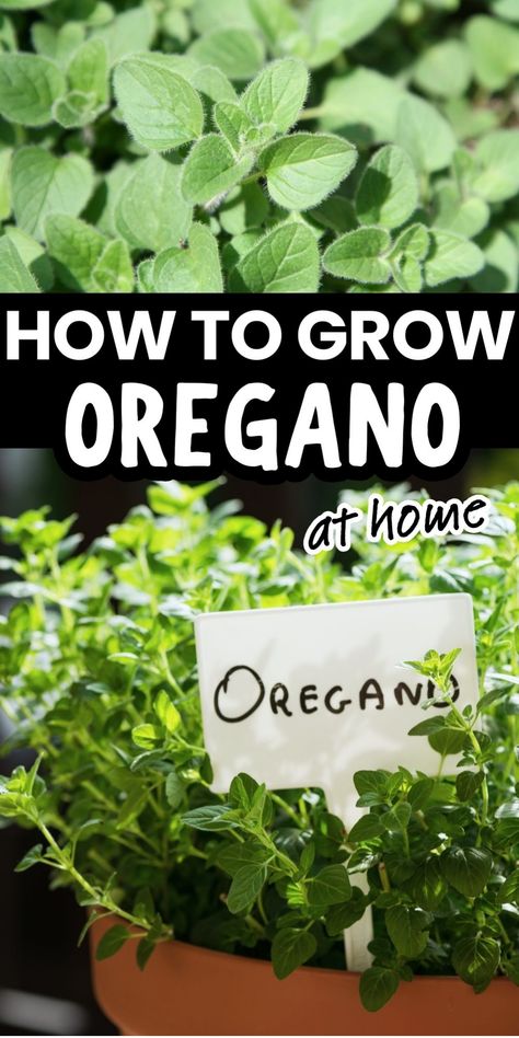 How to grow oregano at home, with images of oregano plants. How To Grow Oregano, Grow Oregano, Growing Oregano, Growing Chives, Oregano Plant, Easy Herbs To Grow, Herbs To Grow, Seed Starter Kit, Oregano Leaves