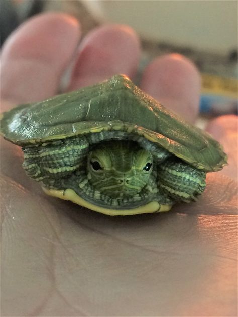 Baby Red-eared slider turtle. Red Ear Turtle, Turtles Pet, Pictures Of Turtles, Sea Turtle Drawing, Red Eared Slider Turtle, Good Images, Slider Turtle, Baby Tortoise, Red Eared Slider