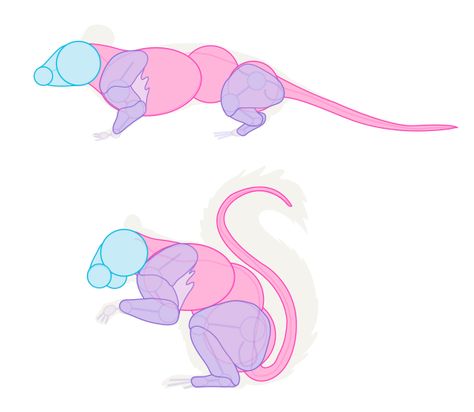 Mouse Anatomy Drawing, Rat Anatomy Drawing, Mouse Anatomy, Rat Reference, Rat Anatomy, Mouse Warrior, Rat Character, Rattus Rattus, How To Draw Animals