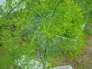 The Herb Gardener: Dill Vinegar Recipe Dill Vinegar, Herbal Vinegar, Apple Cider Recipe, Vinegar Dressing, Culinary Herbs, Herbs For Health, Garden Recipes, Herb Seeds, Veg Recipes