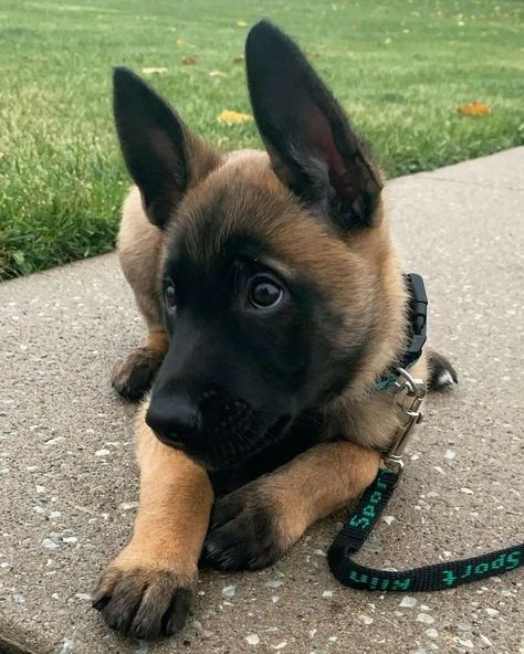 Malinois Shepherd, Belgian Malinois Puppies, Malinois Puppies, Belgian Malinois Dog, Malinois Dog, Belgian Shepherd, Military Dogs, Living Alone, Best Dog Breeds