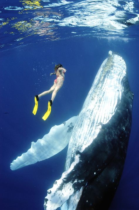 Swimming with Whales, Tonga.  Decided to go for hubby's 70th birthday!  It has been a dream of his for a long time to 'eyeball' a whale & you can do this at Tonga. Deep Blue Sea, Marine Mammals, Humpback Whale, Blue Whale, Horse Stuff, Jolie Photo, In The Ocean, Underwater World, Ocean Life