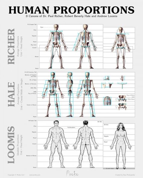 Human Body Proportions, Drawing Body Proportions, Male Figure Drawing, Anatomy Tutorial, Human Figure Drawing, Human Anatomy Art, Anatomy Sketches, Anatomy For Artists, Body Proportions