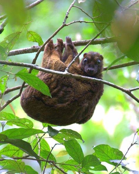 Philippine Fying Lemur (Cagwang) | Philippine Bird Photography Forum Flying Lemur, Food Near Me, Zoology, Primates, Bird Photography, Animals Images, Sci Fi Fantasy, Mammals, Healthy Food