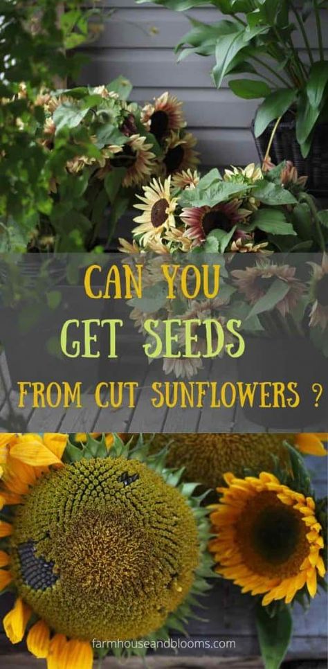 Growing Sunflowers From Seed, Planting Sunflower Seeds, Sunflower Seedlings, Harvesting Sunflower Seeds, Sunflower Heads, Grow Sunflowers, Types Of Sunflowers, Dried Sunflowers, Sunflower Leaves