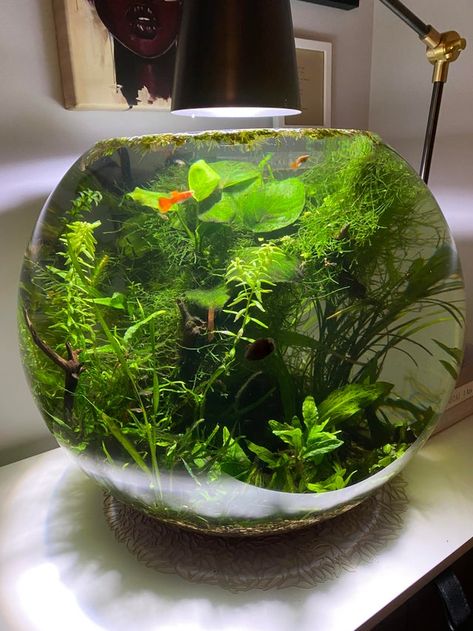 My 15 gallon bowl aquarium is 4 months old now and the plants have exploded: PlantedTank Fish Bowl Centerpiece Wedding, Sidehustle Ideas, Round Aquarium, Aquarium Bowl, Round Fish Tank, Fish Bowl Aquarium, Bowl Aquarium, Terrarium Moss, Aquarium Garden