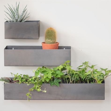 Buy Zinc wall planters - set of 3: Delivery by Waitrose Garden Wall Mounted Planters Outdoor, Wall Planters Outdoor, Metal Wall Planters, Indoor Plant Wall, Wall Mounted Planters, Perennial Bulbs, Wall Planters, Hanging Plant Wall, Bulbs Indoor