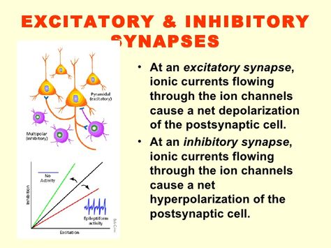 Excitatory Synapses: Synapse at which neurotransmitter causing receiving cell to fire.  Inhibitory Synapase: Synapse at which neurotransmitter causing reciving cell to stop firing. Psychiatric Nursing, Structure And Function, Neuroscience, Psych, Nursing, Science, For Free