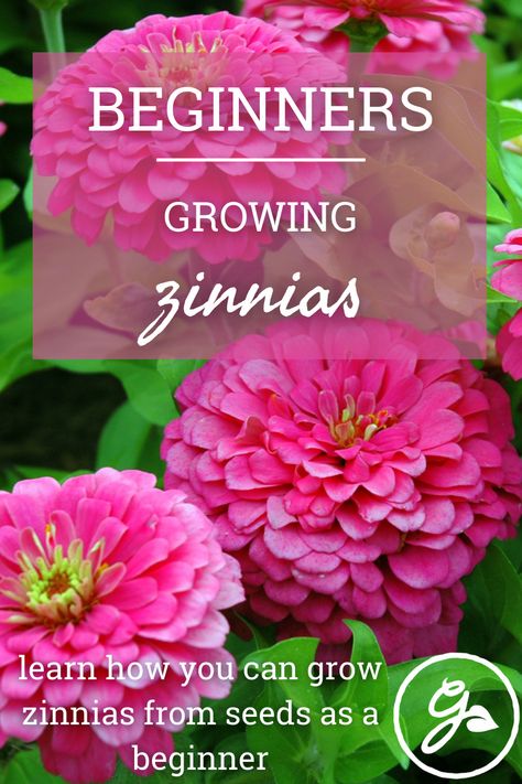 Grow Zinnias From Seed, How To Grow Zinnias, How To Grow Zinnias From Seed, How To Plant Zinnias From Seed, Zinnia Flowers Garden, When To Plant Zinnia Seeds, Planting Zinnias From Seed, When To Plant Zinnias, Zinnia Planting