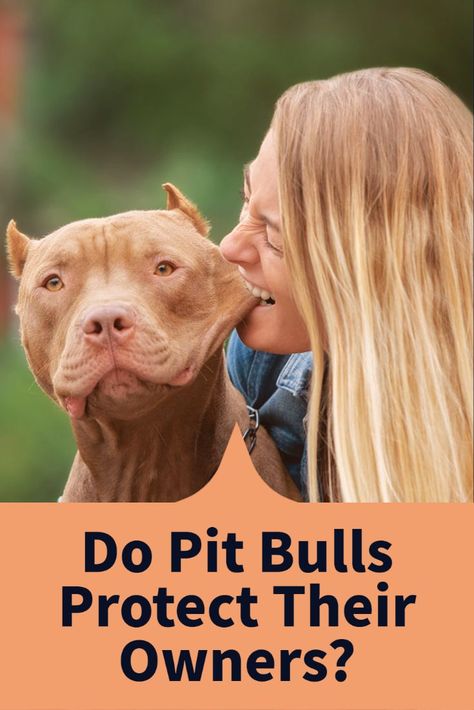 Pitbull Dogs, All White Pitbull, Pocket Pitbull, Big Pitbull, Pit Bull Care, White Pitbull, Pit Bulls, Cute Pitbulls, Pit Dog