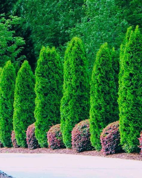 Emerald Green Arborvitae (Thuja occidentalis 'Smaragd') trees lining driveway Trees Lining Driveway, Thuja Emerald Green, Creative Landscaping, Pool Plants, Emerald Green Arborvitae, Trees For Front Yard, Tree Borders, Arborvitae Tree, Tree Lined Driveway