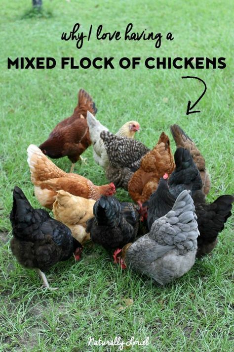 Thinking of getting chickens but not sure what kind? Before you get all the same breed, here's a post on why I love having a mixed flock of chickens. Different Kinds Of Chickens, Benefits Of Having Chickens, Getting Chickens, Chicken Coop Ideas, Funny Pet Costumes, Chicken Flock, Raising Ducks, Chicken Keeping, Urban Chickens