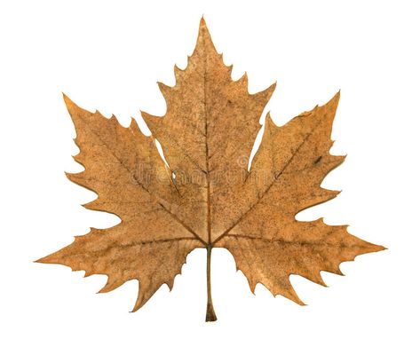 Autumn leaf of plane tree. High Resolution leaf of plane tree isolated on white #Sponsored , #PAID, #AD, #leaf, #tree, #isolated, #plane Plane Tree, Brown Decor, Autumn Leaf, Nature Plants, Tree Leaves, Watercolor Inspiration, Brochure Design Template, White Image, Maple Leaf Tattoo