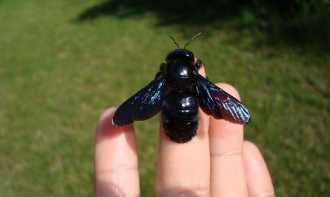 20 of Nature's Finest Bugs to Gaze At - Creepy Gallery Bug Template, Black Insects, Different Bees, Butterfly Garden Plants, Bee Family, Big Bee, Carpenter Bee, Black Bee, Bee Tattoo