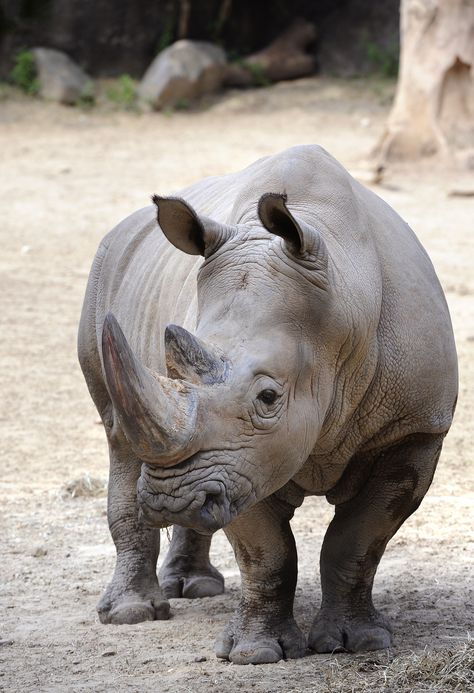 Stubby, the male white Rhino at the Maryland Zoo in Baltimore Rhino Facts, Rhino Species, Rhino Tattoo, Save The Rhino, Real Animals, Wild Animals Photography, New Passport, Animal Print Wallpaper, Incredible Creatures