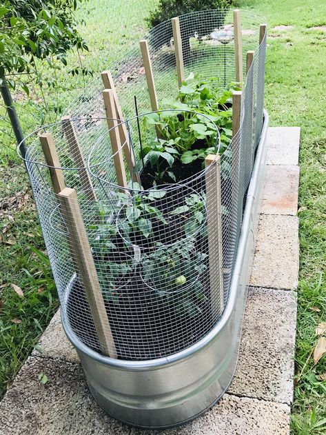 Vegetable Planters, Galvanized Tub, Vegetable Garden Raised Beds, Vegetable Garden Diy, Diy Raised Garden, Backyard Vegetable Gardens, Raised Garden Beds Diy, Veg Garden, Home Vegetable Garden